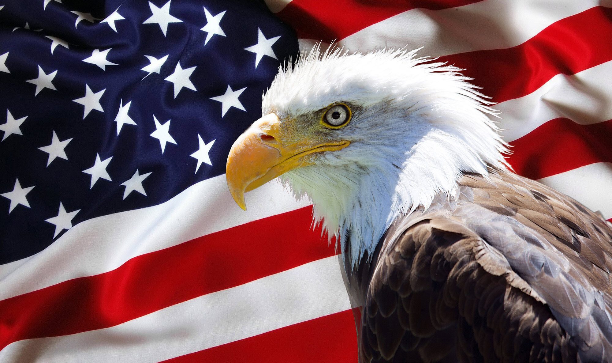 eagle with flag