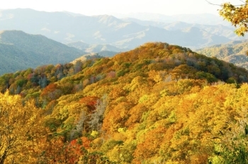 hills with trees
